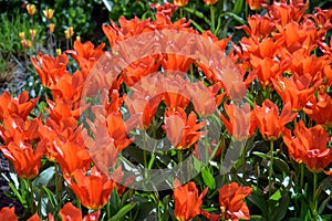 Close up of red tulips during spring blooming