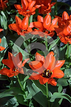 Close up of red tulips during spring blooming