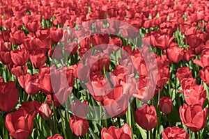 Close-up of red tulips on top in a field of red tulips