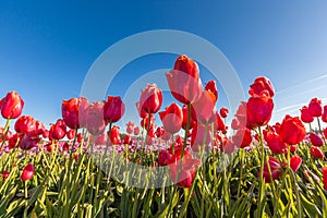 Close up red tulips in tulip field