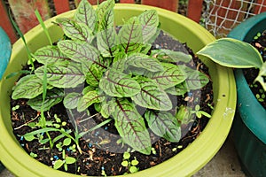 Close up Red Vaned Herb Sorrel photo