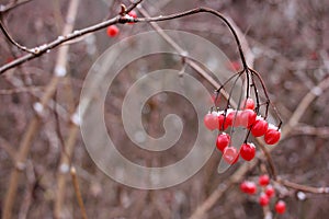 Close-up of red viburnum berries in the snow. Winter landscape with red snow cowered berries on the natural background