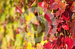 Close up of red Virgina Creeper