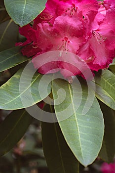 Close-up of Red \'Walloper #10\' Rhododendron Flower with Waterdrops