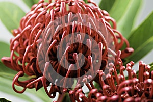 Close up of red waratah bloom