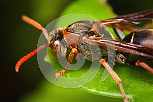 Close up of red wasp outdoors on leaf