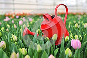 close-up of a red watering can against the background of many beautiful unopened tulips in a garden or greenhouse. March