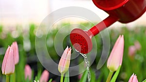 close-up of a red watering can against the background of many beautiful unopened tulips in a garden or greenhouse. March