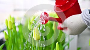 close-up of a red watering can against the background of many beautiful unopened tulips in a garden or greenhouse. March