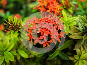 Close up Red West Indian Jasmine Flowers