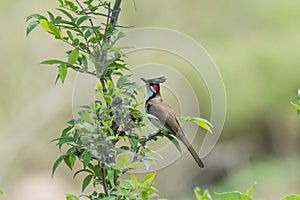 Close-up of  Red-whiskered bulbul perching on plant