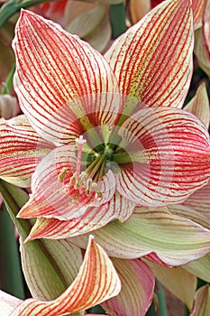 Close up of a red-whit coloured variety of the amaryllis flower