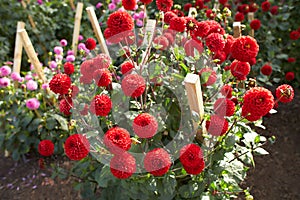 Close up of red and white asteraceae dahlia \