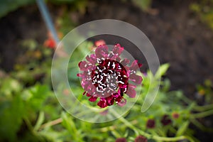 Close up of red and white asteraceae dahlia `viking pompom` flowers in blooming. Autumn plants.