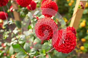 Close up of red and white asteraceae dahlia `viking pompom` flowers in blooming. Autumn plants.