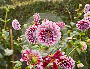 Close up of red and white asteraceae dahlia `viking pompom` flowers in blooming. Autumn plants.