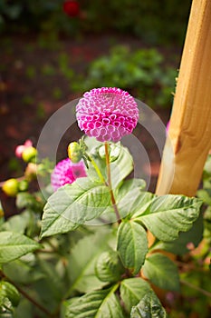 Close up of red and white asteraceae dahlia `viking pompom` flowers in blooming. Autumn plants.