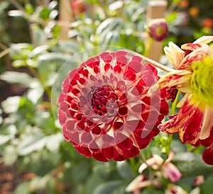 Close up of red and white asteraceae dahlia `viking pompom` flowers in blooming. Autumn plants.