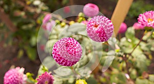 Close up of red and white asteraceae dahlia `viking pompom` flowers in blooming. Autumn plants.