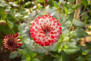 Close up of red and white asteraceae dahlia `viking pompom` flowers in blooming. Autumn plants.