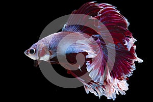 Close up of red white Betta fish. Beautiful Siamese fighting fish, Betta splendens isolated on black background