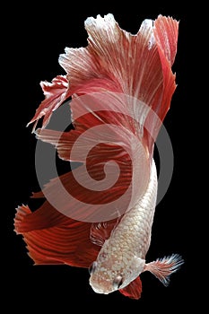 Close up of red white Betta fish. Beautiful Siamese fighting fish, Betta splendens isolated on black background