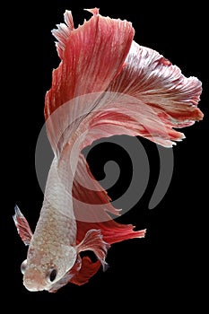 Close up of red white Betta fish. Beautiful Siamese fighting fish, Betta splendens isolated on black background