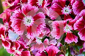 A close up of red and white Dianthus Barbatus Sweet William  blossoming in winter photo