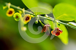 Close up of red and white flower(Chinese honey Suckle, Rangoon C