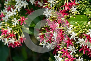 close up of red and white flower(Chinese honey Suckle, Rangoon C