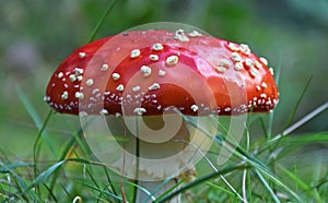 Close up of a red white fly agaric on the grass in a forest with the spores clearly visible