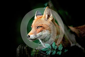Close up of a Red and White Fox, side view, detail of the head of a fox on the hunt, National geographic photo