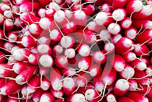 Close up of red and white French breakfast radishes at a local farmer\'s market