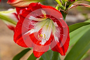 Close-up of a red white lilies blossom in the rainforest of the Malaysian Cameron highlands. Detailed closeup of the yellow pollen