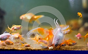 Close up of Red and White oranda feeding inside the aquarium.