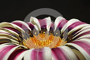 Schönheit Sonnenaufgang blume auf schwarzem hintergrund. aus der nähe 