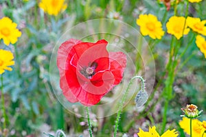 Close up of red wild poppy flower in the green field or lawn background. Nature, flora