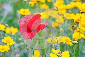 Close up of red wild poppy flower in the green field or lawn background. Nature, flora