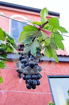 Close up of red wine grapes