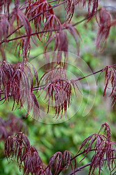 Close up of the red wispy leaves of a Japanese Maple Acer tree in a suburban London garden.