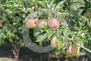 Red and yellow ripe apples on apple tree branch in late summer