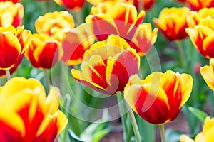 Red and yellow beautiful tulips in spring, flower background
