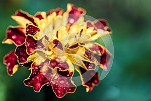 Close up on red and yellow flower with dew drops