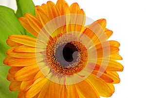 Close up of Red and Yellow Gerber daisy flower and green leaves isolated on white background.Gerbera.