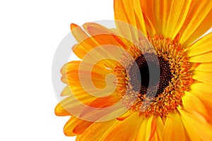 Close up of Red and Yellow Gerber daisy flower isolated on white background