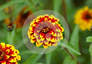 Close up of a red and yellow `Jazzy Group` zinnia flower