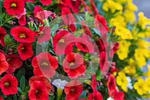 A close up of red and yellow million bells flowers growing thicker every day