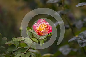 Close-up of red yellow rose blossom. A orange flower head in a garden in the Cameron highlands, Malaysia. Detailed image of the