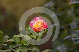 Close-up of red yellow rose blossom. A orange flower head in a garden in the Cameron highlands, Malaysia. Detailed image of the