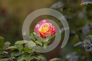 Aus rosen Blume. blume Kopf garten Hochland,. detailliert bild aus 